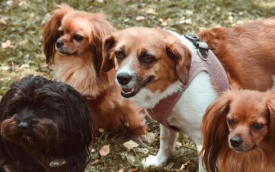 La Fundació Trifolium defensa un model de refugi en semillibertat al Garraf