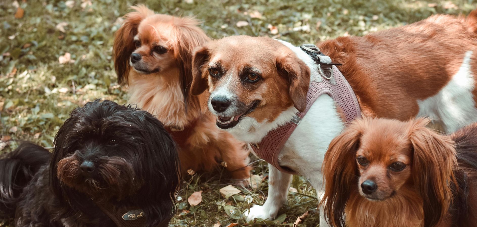 La Fundació Trifolium defensa un model de refugi en semillibertat al Garraf